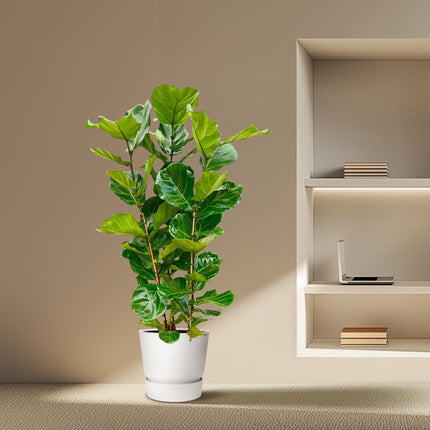 Arbuste Ficus lyrata - ↕160cm - Ø30cm