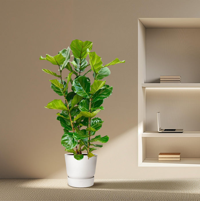 Ficus Lyrata struik - ↕160cm - Ø30cm