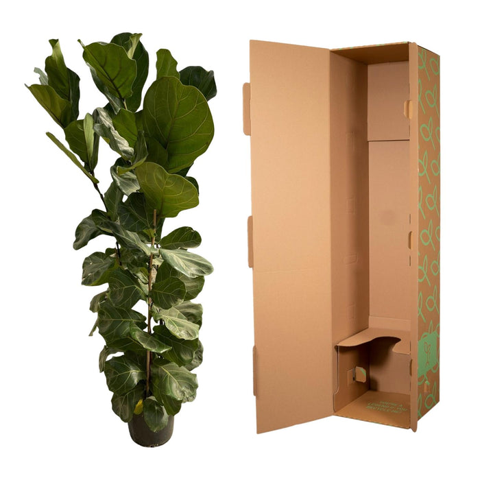 Ficus Lyrata struik - ↕180cm - Ø30-35cm