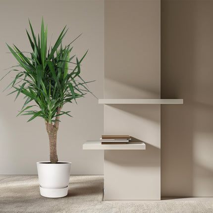 Yucca Elephantipe vertakt - ↕150cm - Ø31cm