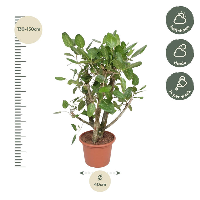 Ficus Benghalensis vertakt - ↕140cm - Ø40cm