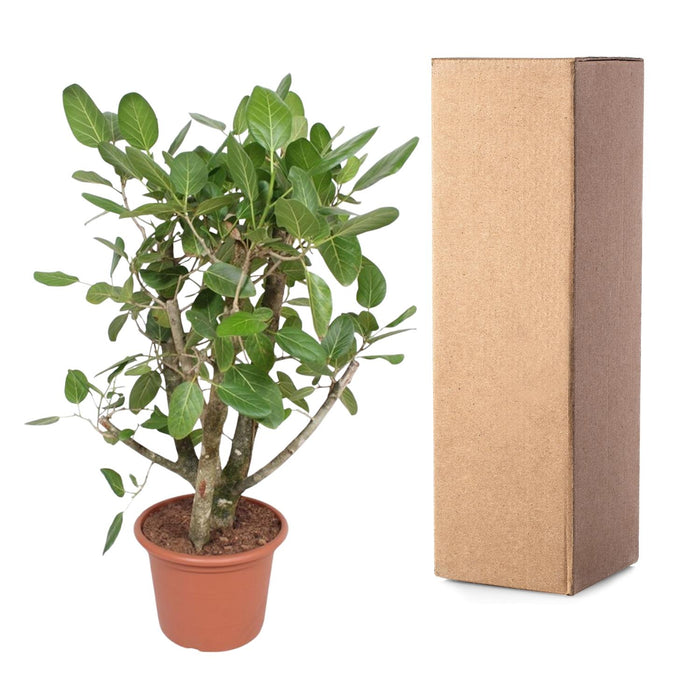 Ficus Benghalensis vertakt - ↕140cm - Ø40cm