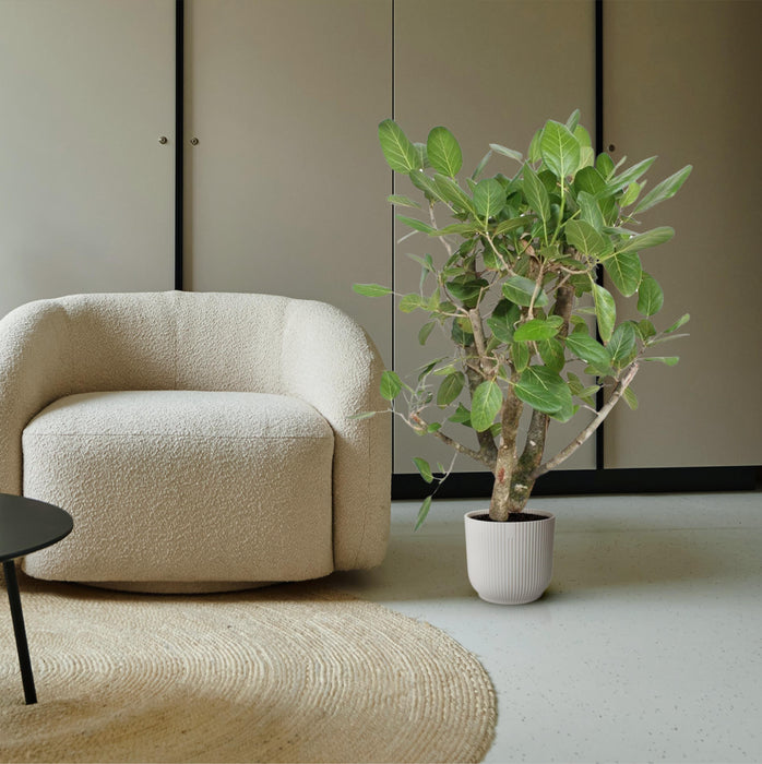 Ficus Benghalensis vertakt - ↕140cm - Ø40cm