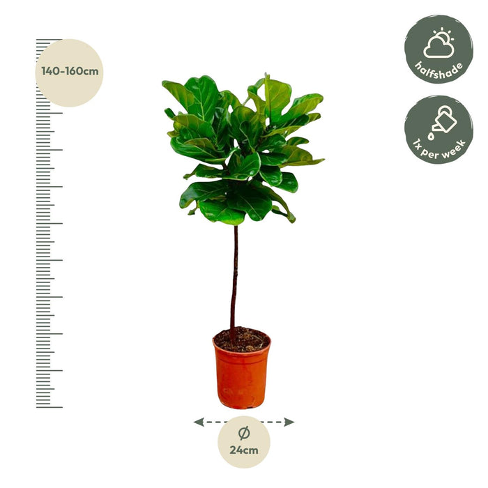 Ficus Lyrata stam - ↕130 cm - Ø24cm