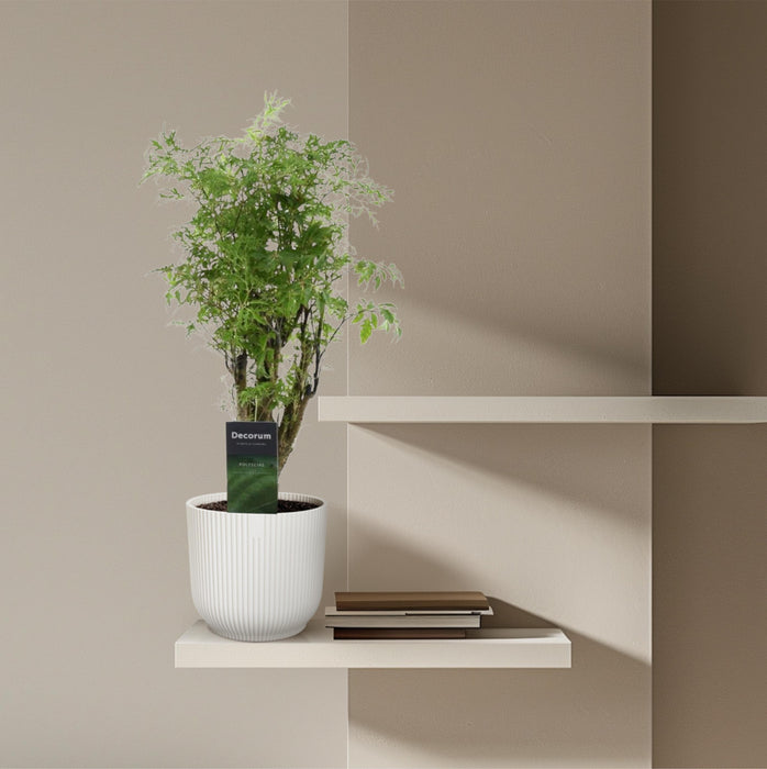 Polyscias Hawaiiana Ming - Aralia - ↕45cm - Ø12cm