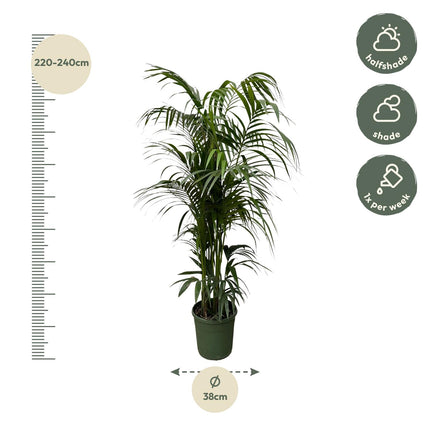 Kentia palm - ↕220cm - Ø38cm - Howea