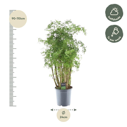 Polyscias Hawaiiana Ming - Aralia - ↕90cm - Ø24cm