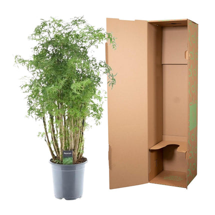 Polyscias Hawaiiana Ming - Aralia - ↕90cm - Ø24cm