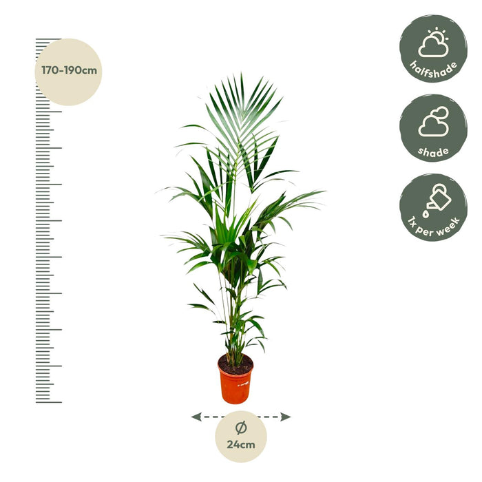 Kentia palm - ↕180cm - Ø24cm - Howea