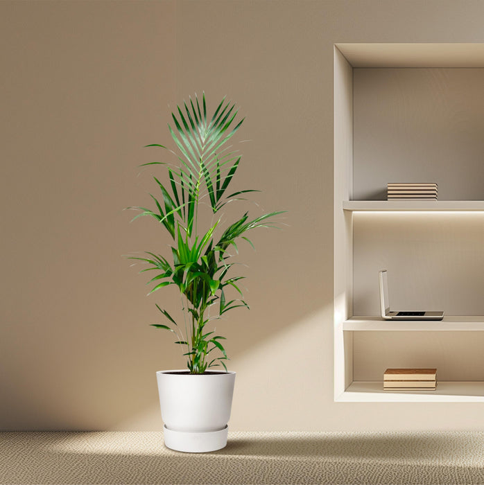 Kentia palm - ↕180cm - Ø24cm - Howea