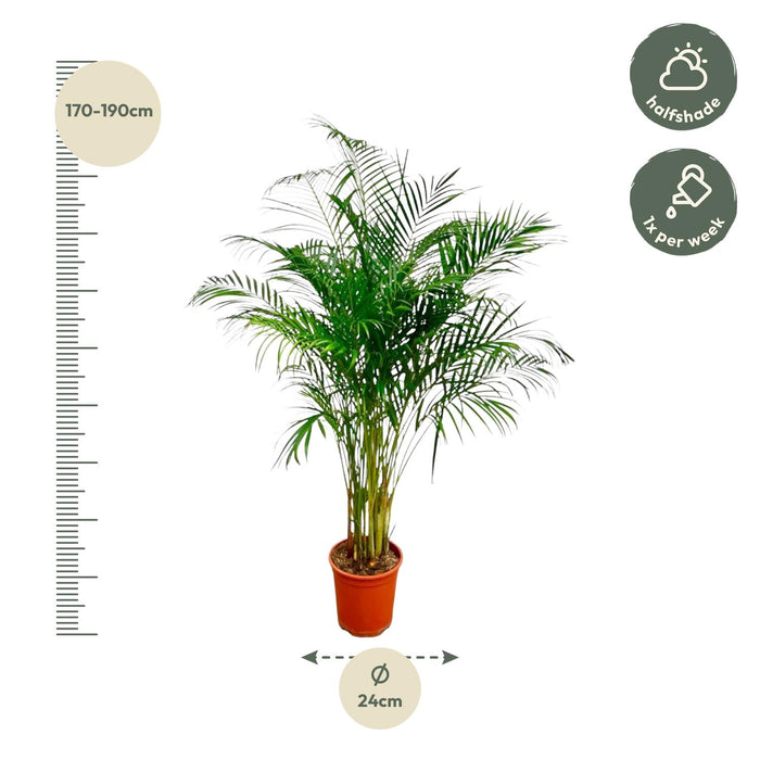 Areca Palm (Dypsis Lutescens) - Goudpalm - ↕180 cm - Ø24cm