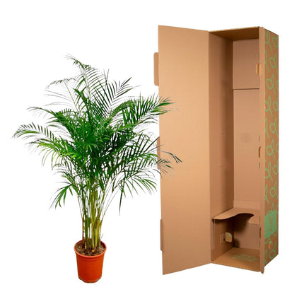 Palmera Areca (Dypsis Lutescens) - Palmera Dorada - ↕160 cm - Ø27 cm