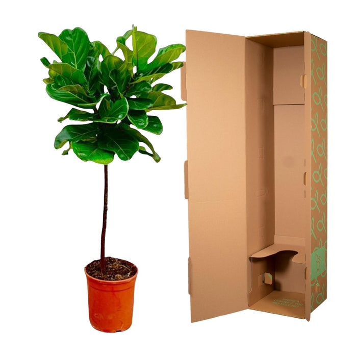 Ficus Lyrata stam - ↕130 cm - Ø24cm