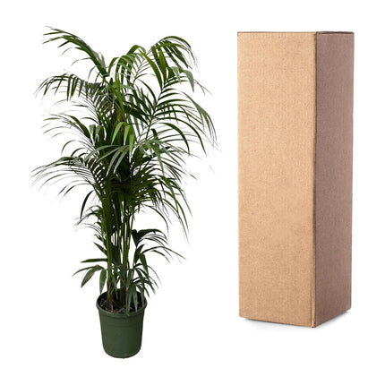 Kentia palm - ↕220cm - Ø38cm - Howea