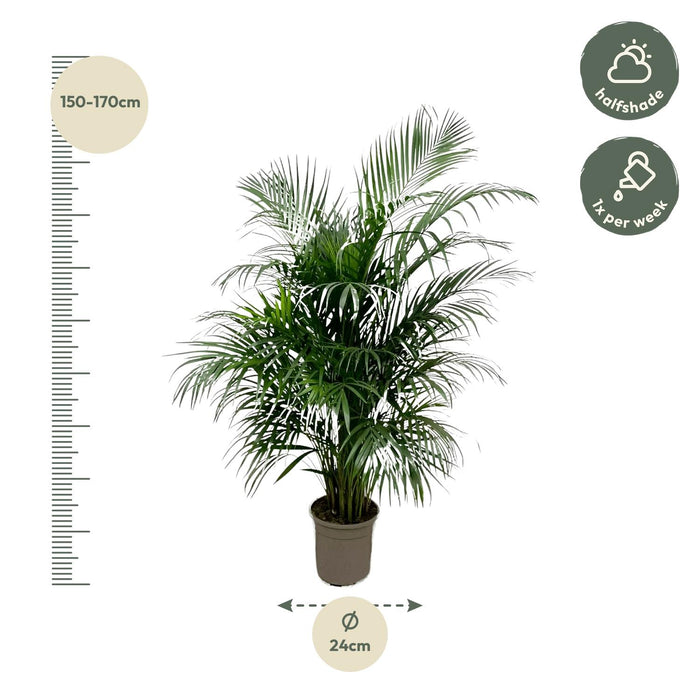 Areca Palm (Dypsis Lutescens) - Goudpalm - ↕160cm - Ø24cm