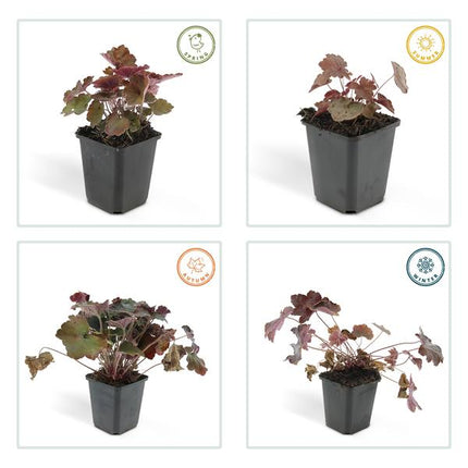 Heuchera Micrantha 'Palace Purple' - Purperklokje - ↕10-25cm - Ø9cm - 6x