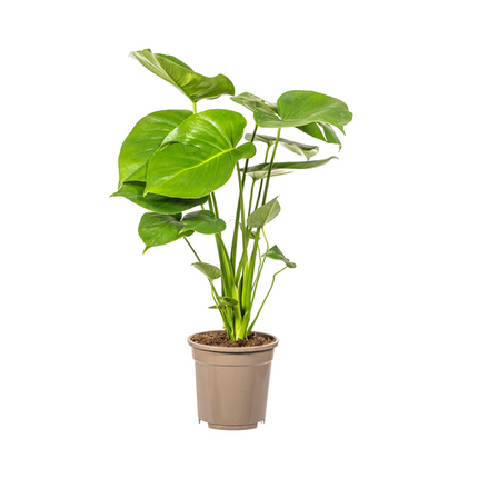 Monstera Deliciosa Tauerii - ↕60cm - Ø17cm - Hole plant