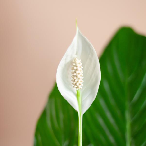 Spathiphyllum met Mand Lissabon wit - Lepelplant - ↕80cm - Ø21cm