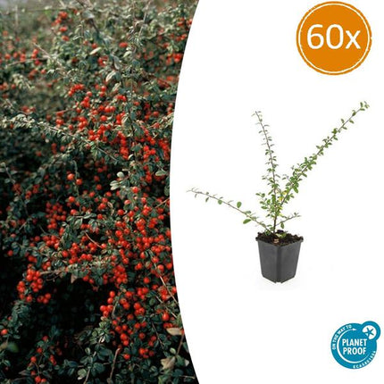 Cotoneaster Suecicus 'Coral Beauty' - ↕10-25cm - Ø9cm - Bunddække - Kantplante - 60x
