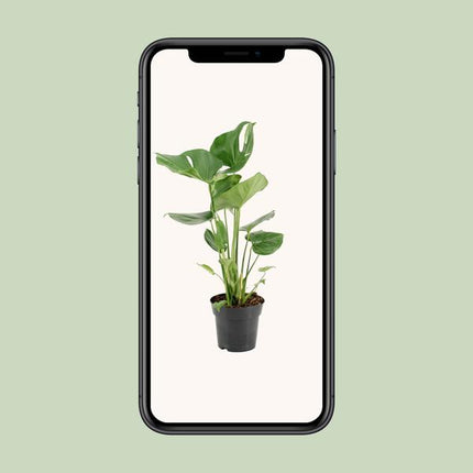 Monstera Deliciosa - ↕60cm - Ø17cm - Hole plant