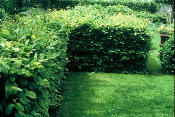 Carpinus Betulus - Haagbeuk - blote wortel - ↕60/80 - 25x
