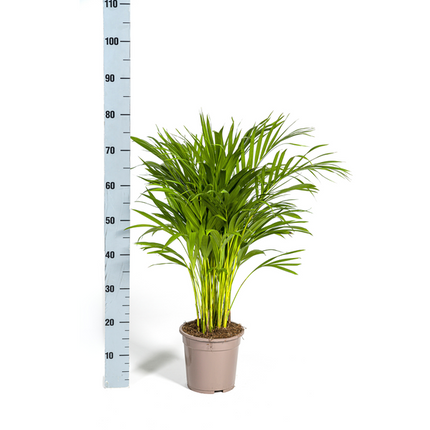 Areca Palm (Dypsis Lutescens) - Goudpalm - ↕90cm - Ø19cm