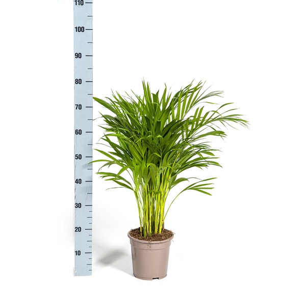 Areca Palm (Dypsis Lutescens) - Goudpalm - ↕90cm - Ø19cm