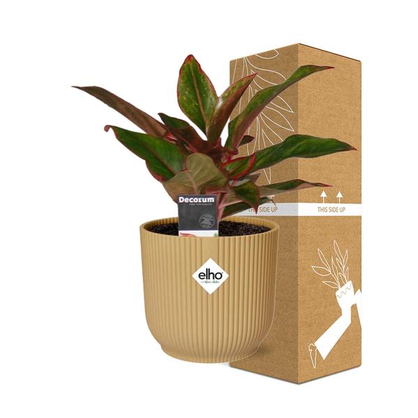 Aglaonema Crete - in gele elho Vibes Fold - ↕25cm - Ø14cm