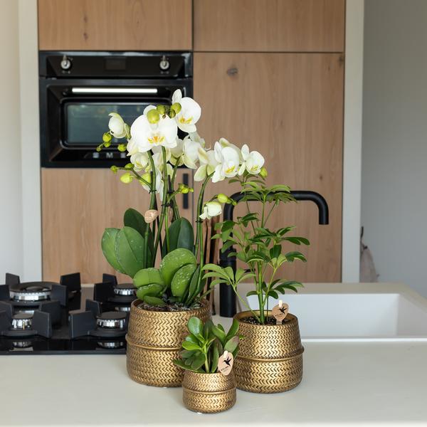 Oranje Phalaenopsis orchidee Las Vegas in gouden Groove sierpot - Ø12cm