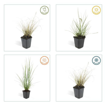 Pennisetum Alopecuroides 'Hameln' - Hierba ornamental - ↕10-25cm - Ø9cm - Hierba ornamental - 6x