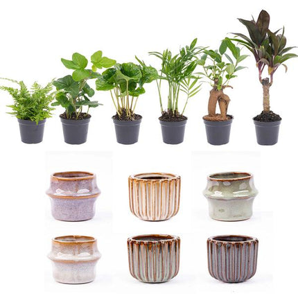 Mini planten set 6 - Inclusief 6x pot set Barcelona