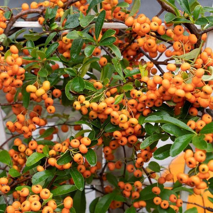 Pyracantha Coccinea Orange Stjerne - Ildtorn - ↕60cm - Ø12cm - 2x