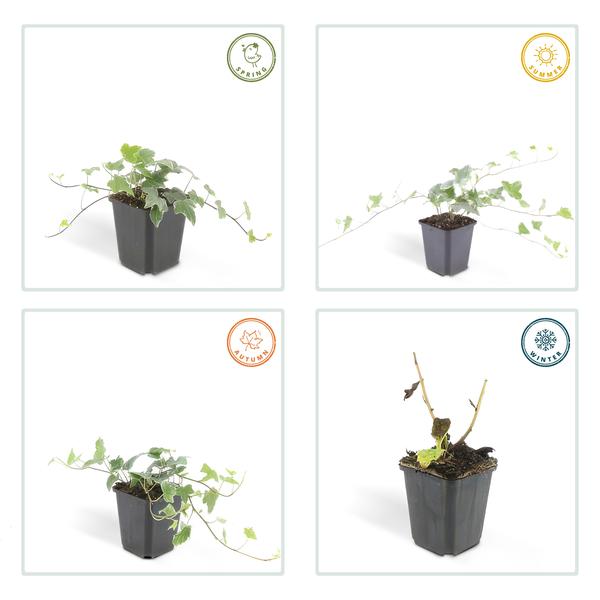 Hedera Helix 'Glacier' - ↕10-25cm - Ø9cm - Klimop - Bodembedekker - 20x