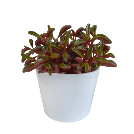 Peperomia Graveolens - w białej doniczce
