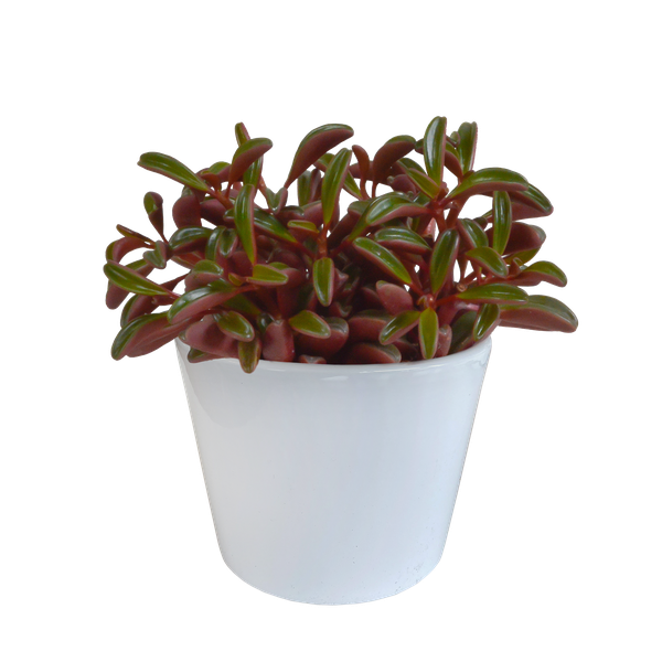 Peperomia Graveolens - en maceta blanca