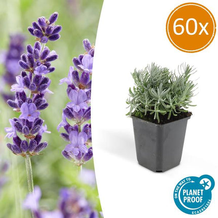 Lavandula 'Hidcote' - ↕10-25cm - Ø9cm - Lavanda - Pianta da bordura - 60x