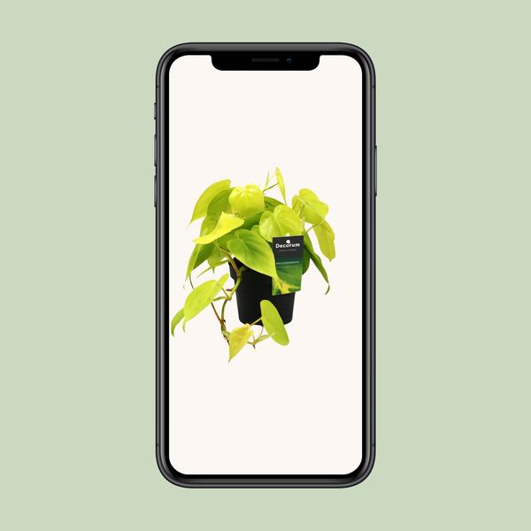Philodendron Lime - ↕20cm - Ø12cm