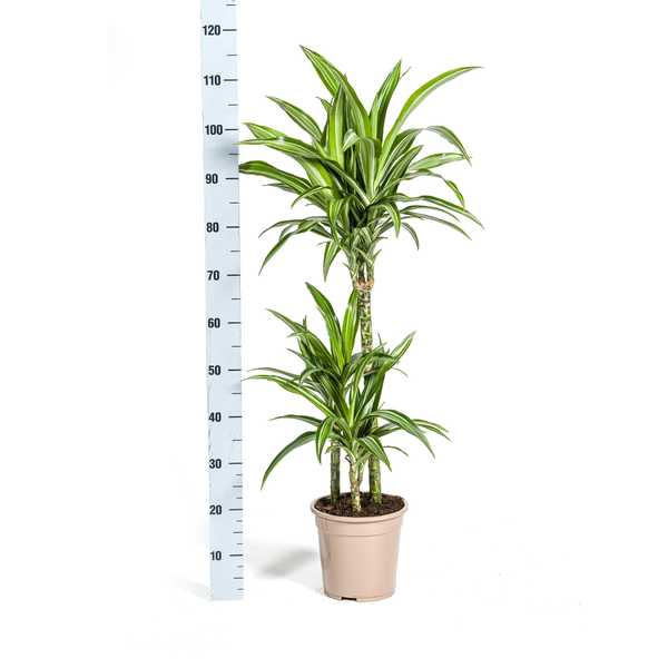Dracaena Deremensis White Stripe - ↕100cm - Ø21cm