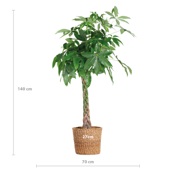 Pachira Aquatica XL - Geldboom - met Torun mand - ↕140cm - Ø30cm