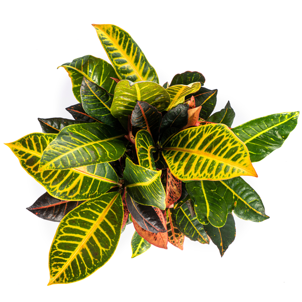 Codiaeum 'Croton' Petra - ↕50cm - Ø17cm