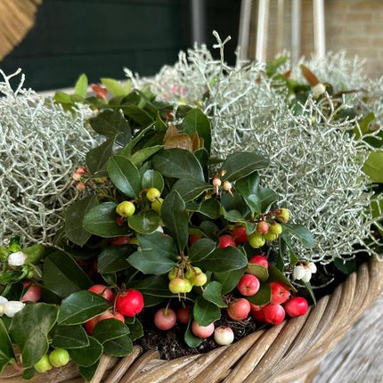 Zestaw zimowych kwiatów - 3x Gaultheria + 3x Calocephalus - ↕15cm - Ø10cm
