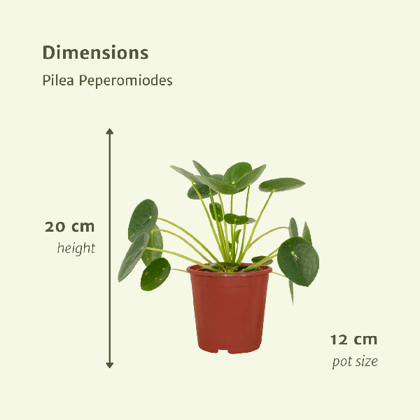 Pilea Peperomiodes - Pannekoekplant - ↕20cm - Ø12cm - 2x
