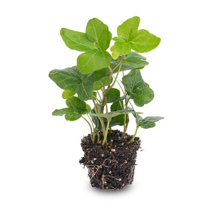 Hedera Helix - Ø6cm - Houseplant & Terrarium plant