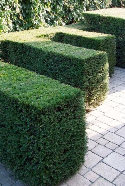 Taxus Baccata - ↕30-50cm - blote wortel - 75x
