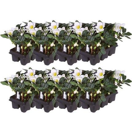 Helleborus niger 'Christmas Carol' - Christmas Rose - ↕20cm - Ø7cm - 48x