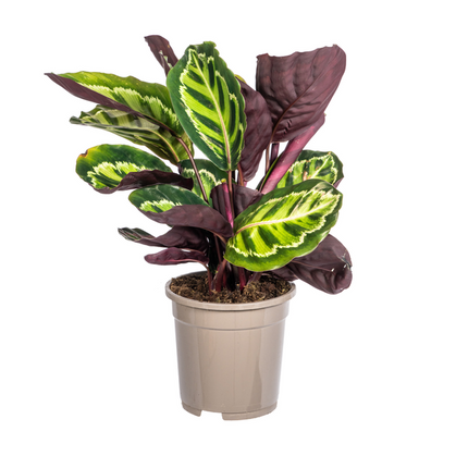 Calathea Roseopicta - ↕45cm - Ø17cm