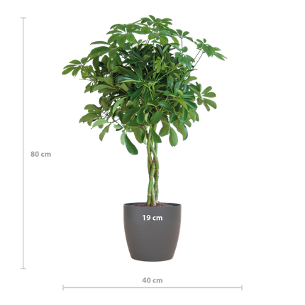 Schefflera Arab Nora med Viber grå plantepotte - ↕70cm - Ø21