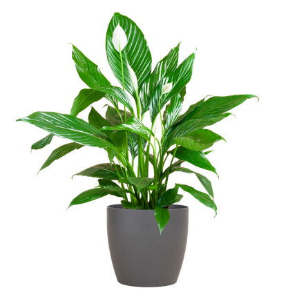 Spathiphyllum con Viber gris - Lirio de la paz - ↕80cm - Ø21cm