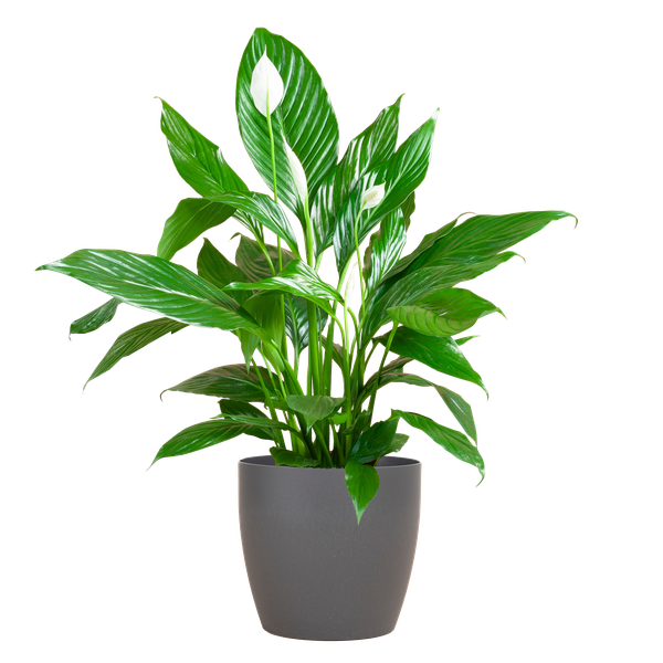 Spathiphyllum avec Viber gris - Lys de la paix - ↕80cm - Ø21cm
