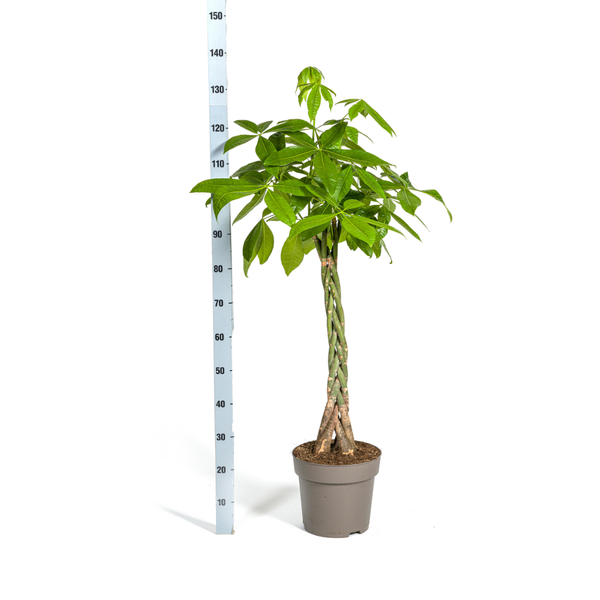 Pachira Aquatica - ↕130-150cm - Ø27cm